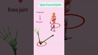 Types of synovial joints [upl. by Lerat916]