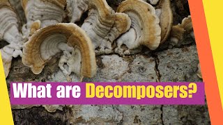 What are Decomposers Learn about the role of decomposers in nature  Science Video for Kids [upl. by Cruickshank]