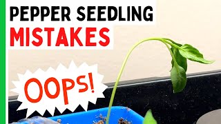 5 Pepper Seedlings Mistakes You Dont Want To Make  Pepper Geek [upl. by Fates]