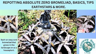 MEET THE UNIQUE AND STUNNING ABSOLUTE ZERO EARTHSTAR BROMELIAD BASICS TIPS AND REPOTTING [upl. by Jeramey]