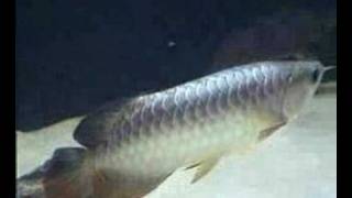 Pahang Gold XB Arowana [upl. by Ramat]