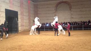 Caballos Blancos Espectáculo Ecuestre de Córdoba [upl. by Gannes]