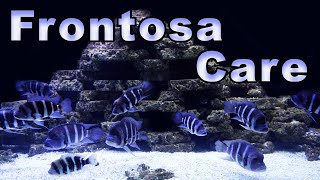 Frontosa Cichlid Care and Breeding A Mighty Cichlid Full of Color [upl. by Aleyam]