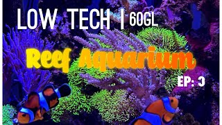 My Low Tech Reef Aquarium with Soft Corals  BB Aquatics EP 3 [upl. by Adkins]