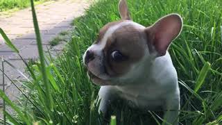 French bulldog first barking [upl. by Dej763]