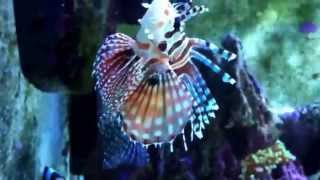 Dwarf Lionfish [upl. by Zohara]