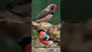 Zebra finch vs bullfinch [upl. by Asyl]