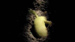 Timelapse Phaseolus Runner Bean Hypogeal germination [upl. by Anitsirc815]