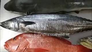 Fish names in English amp Tamil  28 Varieities  Supreme Seafood [upl. by Oneal]