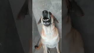 Anatolian Shepherd Dog 🐕🐶 my dog aavaj 🦮doglover dog dogphotographydog doglover shortsvideo [upl. by Eslud]