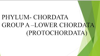 Chordata Protochordata and Cyclostomata  museum specimen part 1 [upl. by Nnarual]