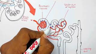 Nephron  structure of Nephron class 10 Nephron diagram class 10  Life processes class 10 biology [upl. by Adaline]