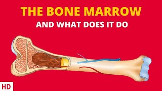 The Surprising Connection Between Bone Marrow and Your Immune System [upl. by Tarryn425]