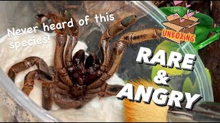 Unboxing some NEWSUPER RARE tarantula species   Never heard of it before Citharognathus sp [upl. by Nevet]