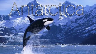 Antarctica day 6 Port Lockroy Borgen Bay 🐋🐋🐋relaxing music 🚢⚓ [upl. by Midian]