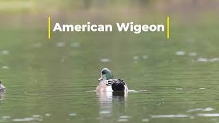 Ducks on the water American Wigeon [upl. by Aniretak484]