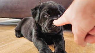 Booping The Cutest Labrador Puppies [upl. by Id]