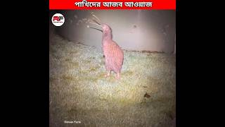 পাখিদের আজব গজব আওয়াজ 🕊️ Weirdest Bird Sounds shorts [upl. by Nytsrik]