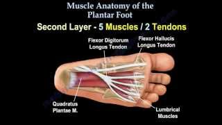 Muscle Anatomy Of The Plantar Foot  Everything You Need To Know  Dr Nabil Ebraheim [upl. by Hehre]