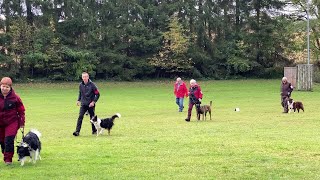 Concours d’obéissance au club canin de Sarreguemines [upl. by Nalak]