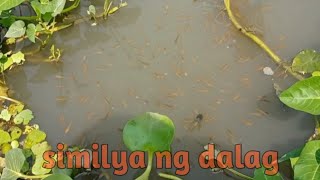 2 Dela paz biñan Laguna LAGUNA LAKE FISHING [upl. by Amalbergas]