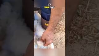 How the lost goat skin helps reunite the mother and her kid shortvideo viralshorts [upl. by Jasmina]