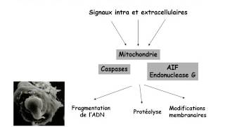 HEMATOLOGIE Anomalies de l’apoptose en hématologie [upl. by Meggs]