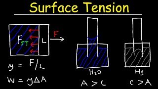 Surface Tension of Water Capillary Action Cohesive and Adhesive Forces  Work amp Potential Energy [upl. by Igig390]