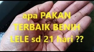 UNTUK PEMULA KAPAN dan APA PAKAN TERBAIK BENIH LELE sd 21 hari [upl. by Sladen]