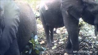 Forest Elephants Loxodonta cyclotis [upl. by Barfuss]