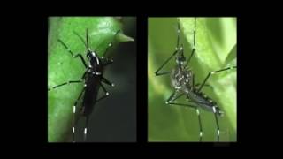 Diferencias generales entre el Aedes aegypti y Aedes albopictus [upl. by Birkett]