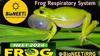 Frog 🐸 Respiratory System  NEET Biology NCERT Structural Organisation In Animals [upl. by Efar10]