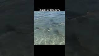 ATOLL SHARKS Throwback Adventure  Rangiroa  French Polynesia shorts shark nature [upl. by Oribelle]