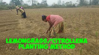 complete method of lemongrass plantation [upl. by Lakym]