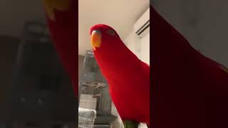 foryou parrot viralvideo birds youtubeshorts funny funnyshorts love tiktok trending [upl. by Ignacius]