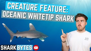 Creature Feature Oceanic Whitetip Shark [upl. by Frayne]