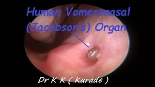 Human Vomeronasal Jacobson’s Organ  Pheromone receptor amp Stimulating effect [upl. by Sydney]