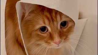 My cat’s toilet paper obsession [upl. by Sirahc345]