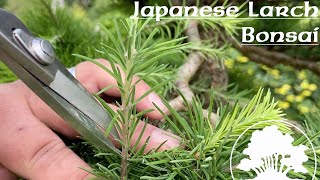 Japanese Larch Summer Prune  Greenwood Bonsai [upl. by Aidnic54]