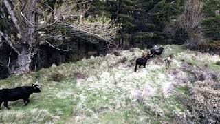 Tauros release La Maleza  Natural grazing in Albarracín Mountains Spain  April 2021 [upl. by Dud751]