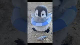 Playing with baby penguin🐧 cute [upl. by Ecienaj]