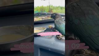 തമിഴ്നാട് യാത്ര 09l കരിമ്പിൽ ജ്യൂസ് I My Pets mittu and Kallu  My companion 🥰parrottraining [upl. by Aiciled]