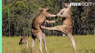 Kangaroo Boxing Fight  Life Story  BBC Earth [upl. by Arahas]