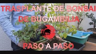 Trasplante de Bonsai de Bugambilia Parte 1 Preparación de la Maceta Paso a Paso [upl. by Lindholm]