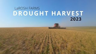 Drought Harvest The 2023 LaRosh Wheat Harvest [upl. by Lleznod]