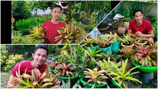 How to plant Bromeliads [upl. by Raimundo381]