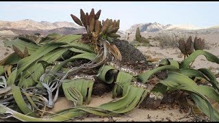 Quran 3762 welwitschia is zaqoom tree [upl. by Scot446]