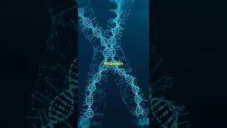 Y Chromosome क्यों हो रहा है छोटा  chromosome ychromosome shrinking humans reproduction [upl. by Werdna]