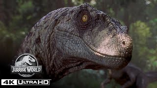 The Best Velociraptor Scenes in 4K HDR  Jurassic World [upl. by Lianne]