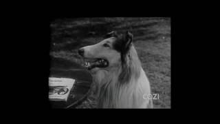 Lassie  Episode 13  quotSale of Lassiequot  Season 1 Ep 13  12051954 [upl. by Norby653]